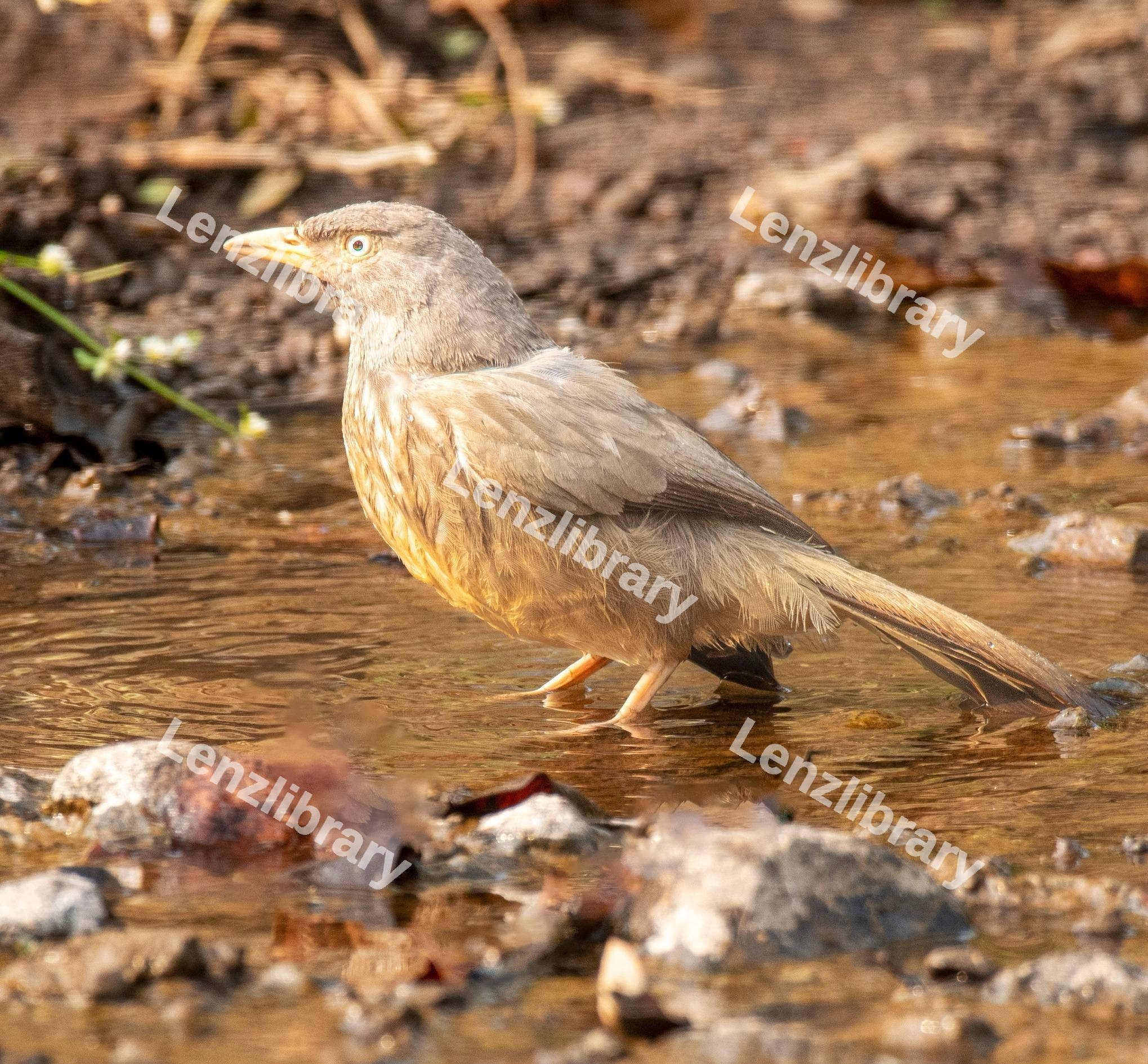 Goosebird in a pond
